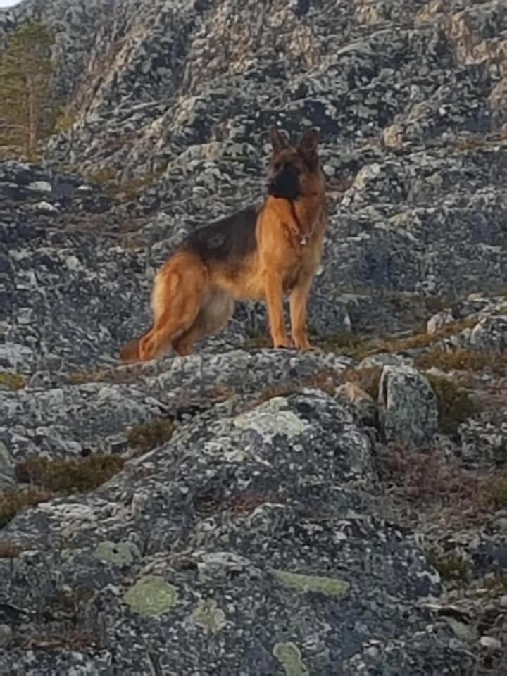 Nydelig Utsikt, Egen Leilighet Med To Parkeringer Movik  Exterior foto